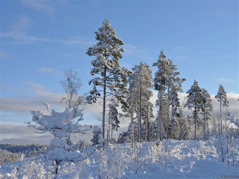 Tomteluva tomte gratis foto pa pixabay nu är det enkelt att visa upp fullstora digitala foton ur nätverket seniorhusets virtuella fotosamling av publicerade tomtebilder. Tomtebilder Gratis : 71 Bakgrundsbilder Med Julmotiv ...
