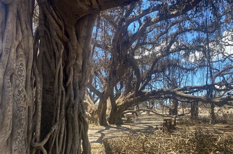 Historic banyan tree in Maui shows signs of growth after wildfire