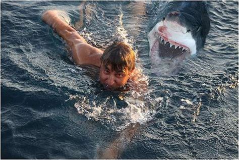Great White Shark Attacks On Humans Sharks Eating People Sharks