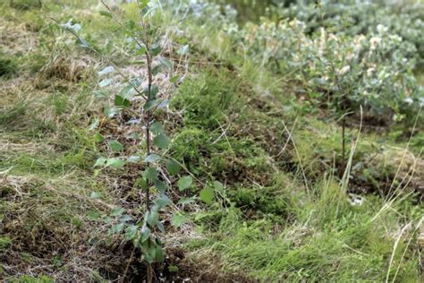 Birken sind wegen ihrer schönen rinde und ihres anmutigen laubs sehr begehrte landschaftsbäume. Birke pflanzen » Wann ist die beste Jahreszeit?