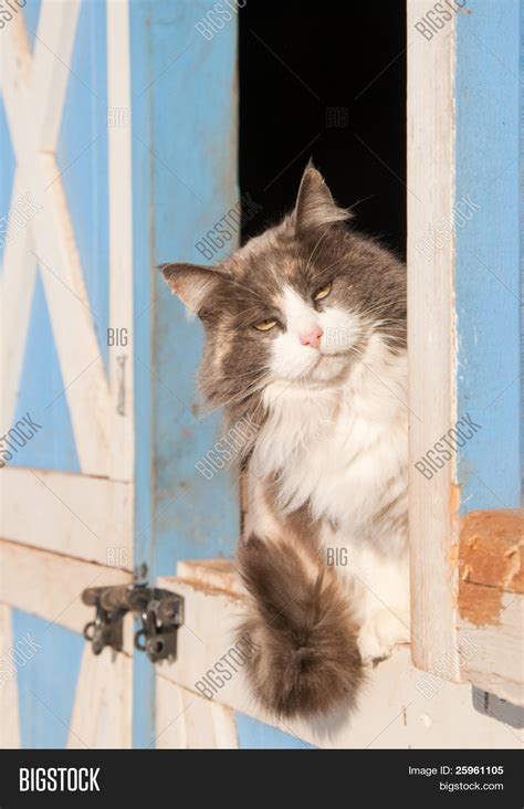 Diluted Calico Cat Image And Photo Free Trial Bigstock