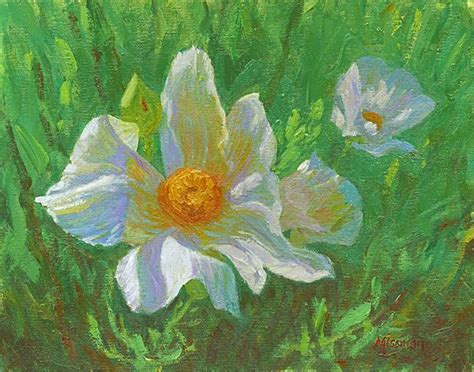 Matilija Poppies 11x14 Oil Painting On Canvas These Poppies Are
