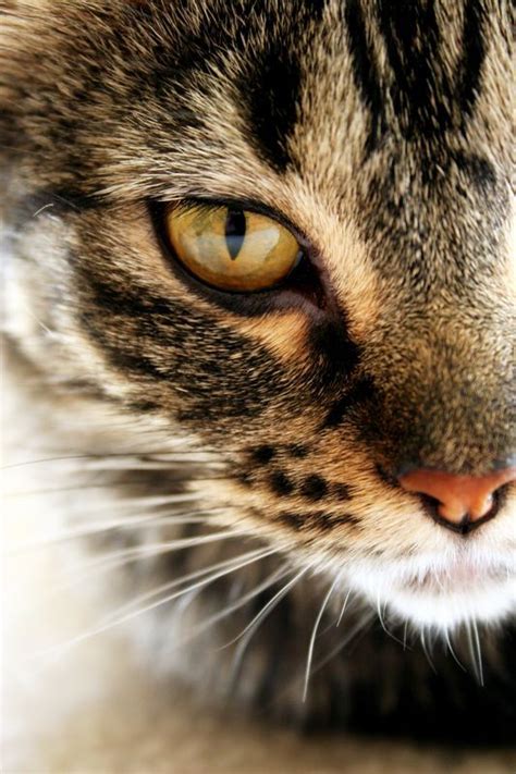 Looking for a cool nickname for your sassy kitty? 214 best Beautiful Cats images on Pinterest | Cats ...