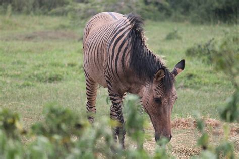 372 A Zorse Half Zebrahalf Horse At The Mount Kenya W Flickr