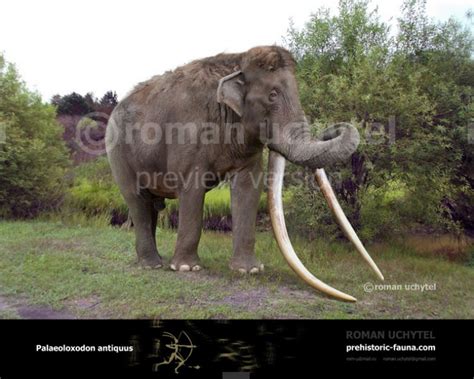 Straight Tusked Elephant Palaeoloxodon Antiquus