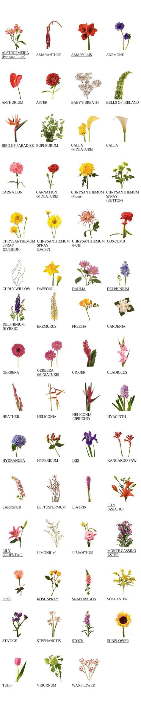 List Of Flower Names And Pictures