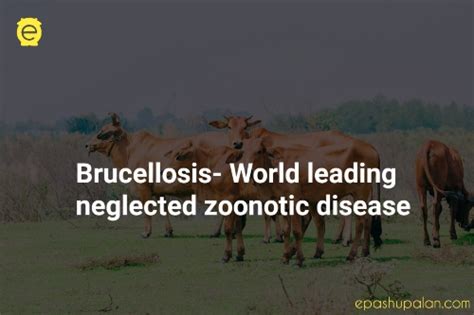 Brucellosis World Leading Neglected Zoonotic Disease Epashupalan