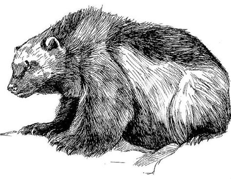 Collection by christina sawyer • last updated 19 hours ago. Wolverine animal by Matthew Chambers | Wolverine animal ...
