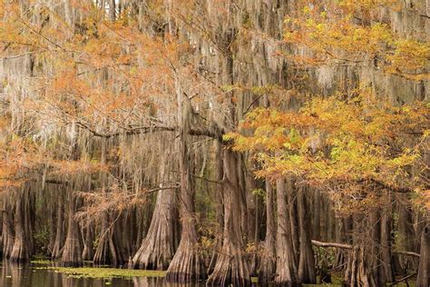 Beautiful Autumn Colors Decorate Bald Cypress Trees At Caddo Lake