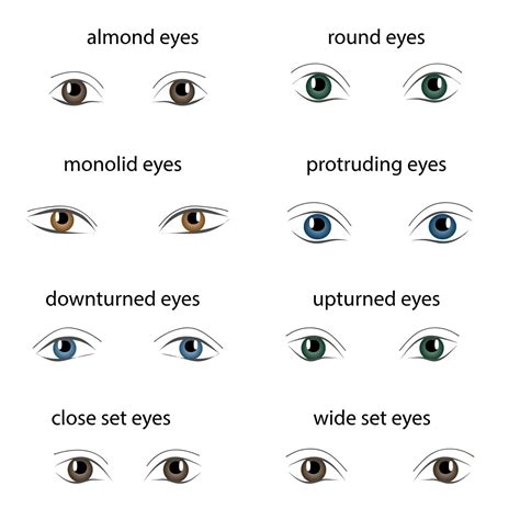 8 Different Types Of Eye Shapes Dontlyme Images Collections