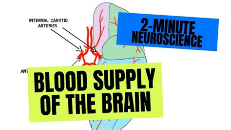 2 Minute Neuroscience Blood Supply Of The Brain Youtube