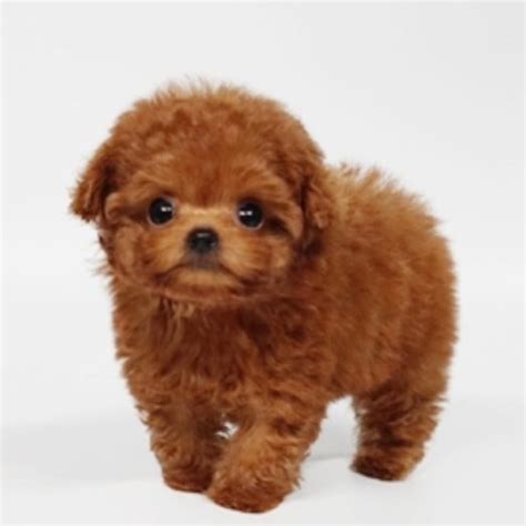 Ross Apricot Micro Poodle