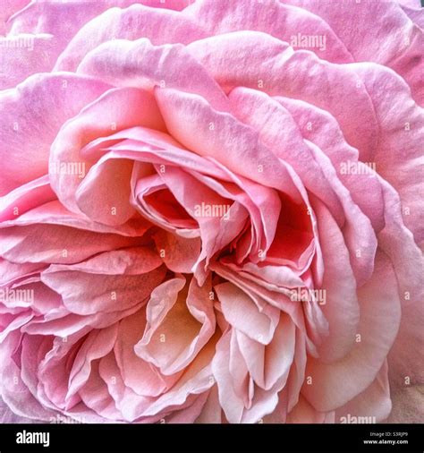 Lancashire Rose Bloom Stock Photo Alamy