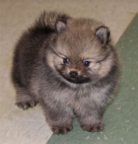 Akc registered cuddly, very loving, and smart. Teacup Teddy Bear Pomeranian puppy in greyish brown with ...