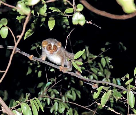 Spotting And Conserving The Red And Grey Slender Loris Life Daily