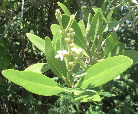 Tree with white flowers in florida. Southwest Florida Shoreline Studies: Flowers at Phillipi Park