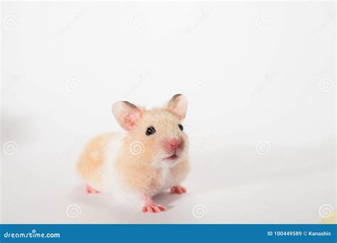 Cute Adorable Gold Syrian Hamster In Studio Stock Image Image Of