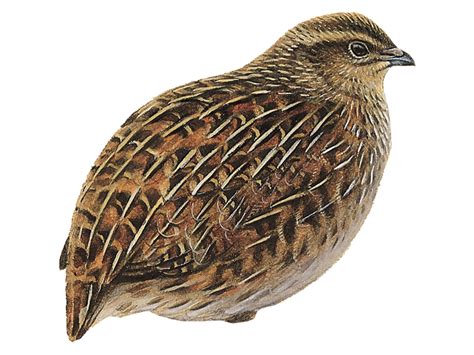 Quail Png Hd Isolated Png Mart