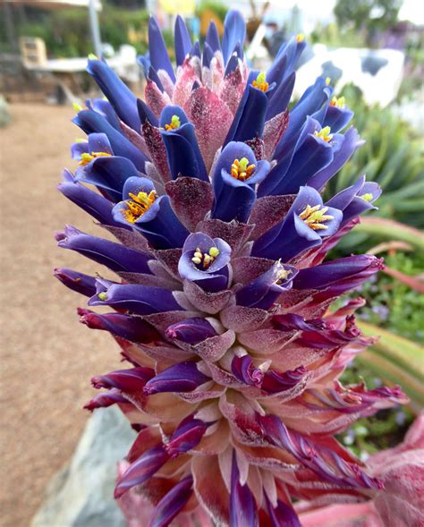 If properly cared, it bears beautiful warm colored flowers in the shade of purple, pink and red. Puya venusta - Buy Online at Annie's Annuals