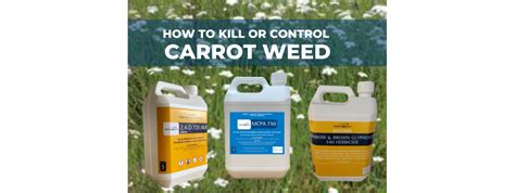 How To Kill Carrot Weed