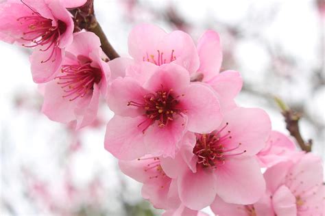 Wonderful Close Up Of Blooming Cherry Blossom Pink Flowers