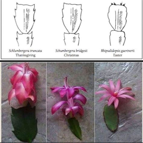 A cactus (plural, cacti) is a type of succulent plant belonging to the dicotyledonous flowering plant family in most cacti, the leaves have been modified into spines which have many different functions for in the christmas cactus, the leaves and the spines are absent. It's been posted before but since all the stores are ...