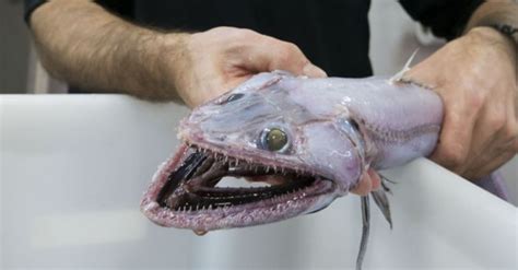 Amazing And Scary Creatures Living Off The Coast Of Australia 10 Pics