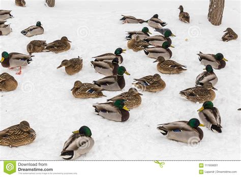 Mallard Ducks In The Snow In The City Park Winter Day Stock Image