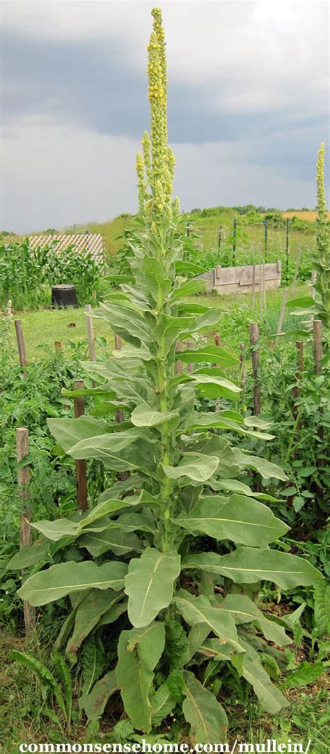 Mullein Plant Benefits And Uses Of The Gentle Giant