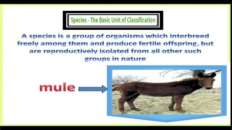 9th Class Biology Ch 3 Lecture 2 Taxonomic Hierarchy Youtube