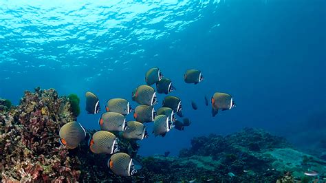 The Best Scuba Diving In Phuket · Local Dive Thailand
