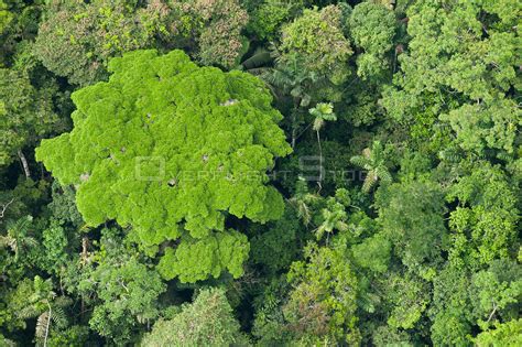 Overflightstock Aerial View Of Rainforest Canopy Yasuni National