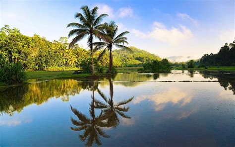 Sri Lanka Beautiful Nature Trees Palms Water Reflection Nature