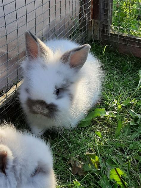 10 Baby Rabbits For Sale Rabbits Life