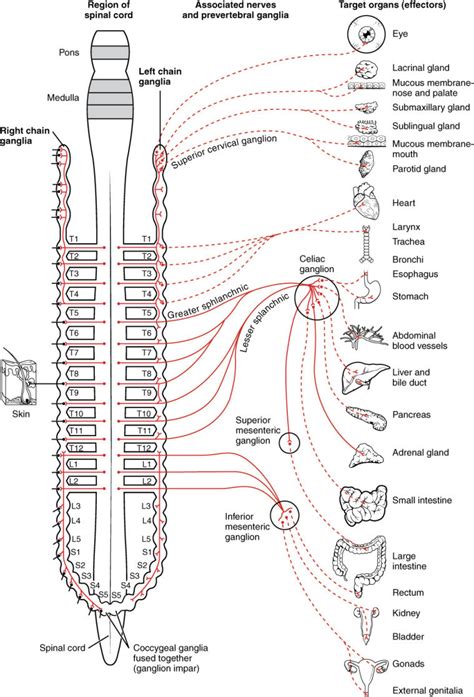 Organum, instrument, tool) is a group of tissues that perform a specific function or group of functions. This Diagram Shows Which Part Of Your Spine Is Causing ...