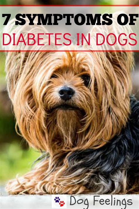Signsofdiabetes Diabetic Dog Diabetes Education Diabetes