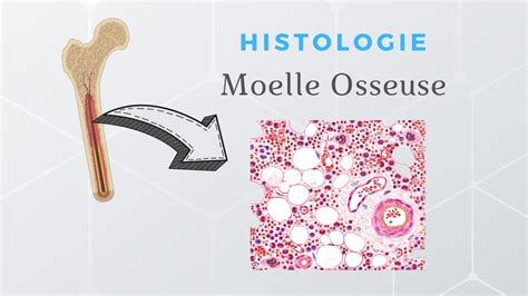 Immunologie Histologie De La Moelle Osseuse Youtube