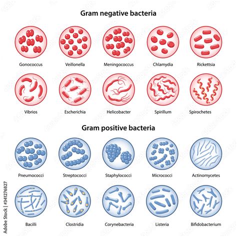 Big Set Of Gram Negative And Gram Positive Bacteria In Magnifying Glass Cocci Vibrio Bacilli