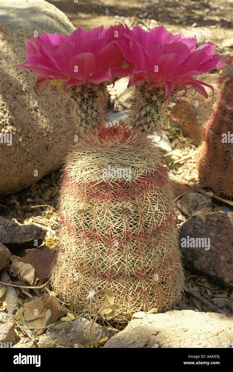 Arizona Rainbow Cactus Echinocereus Rigidissimus Arizona Stock Photo