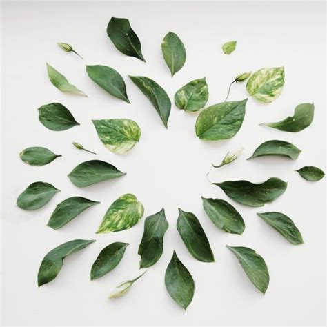 Folhas Deitado Em Círculo Plant Leaves Green Texture