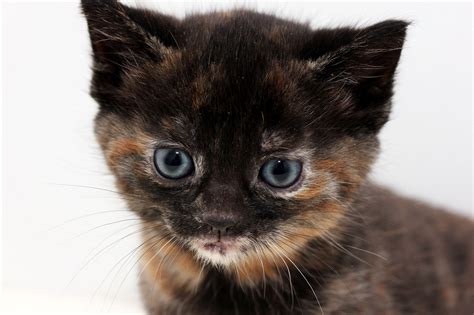 Tricolor Blue Eyed Kitten