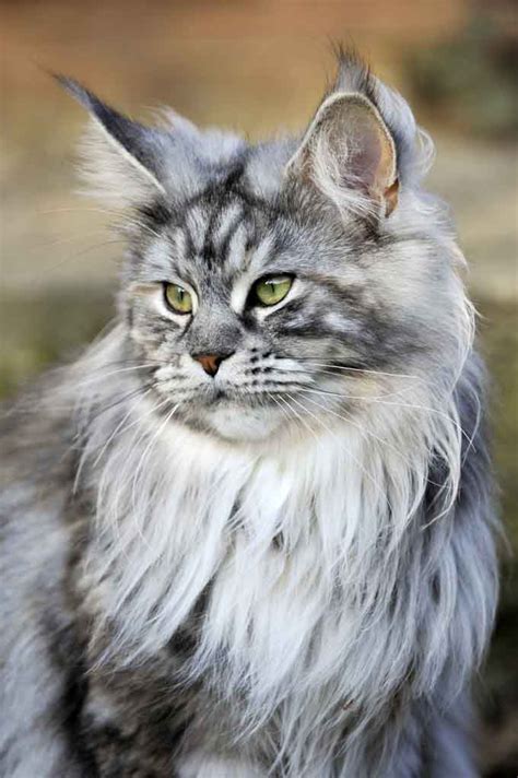 Maybe you would like to learn more about one of these? Maine coon silver tabby - cartoonland