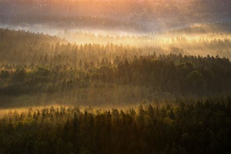Beautiful Foggy Forest During Autumn Sunrise Saxon Switzerland