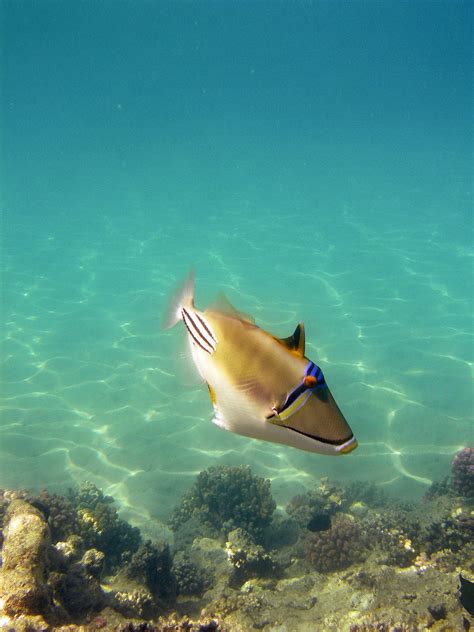 Arabian Picasso Triggerfish Dachalan Flickr