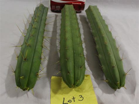 Size of the cactus from top of the soil to tip of the cactus: Buy Trichocereus Bridgesii San Pedro Cactus Cousin TOP cut ...
