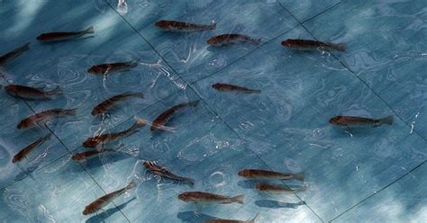 Hanya saja, ada jenis ikan nila liar yang konon sangat susah dan juga cahaya lampu kapal menjadi di tempat berkumpulnya ikan. Menebar Benih Ikan Nila Serta Pakan Supaya Cepat Besar - SKCK