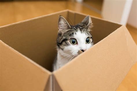why do cats love boxes experts explain why cats sit in boxes