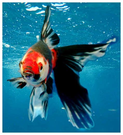 Beautiful Goldfish Edited By Loulou Fresh Water Fish Tank Fish
