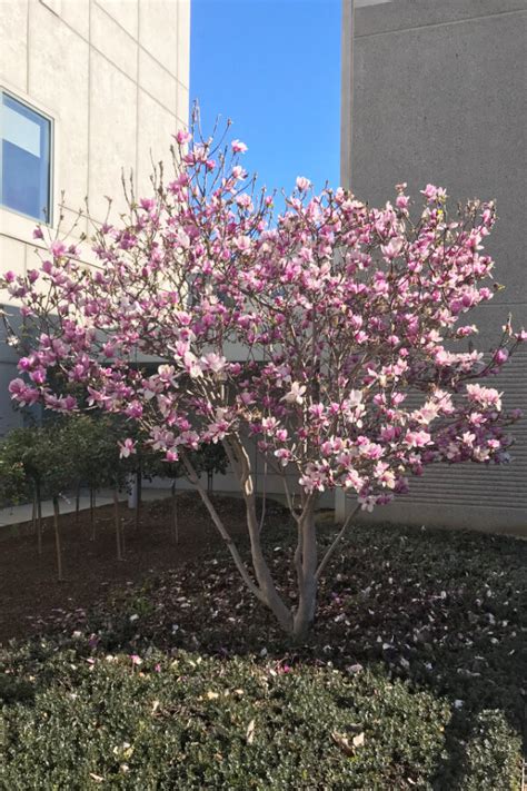 Saucer Magnolias Winter Flowering Trees And Shrubs — Greenhouse Studio