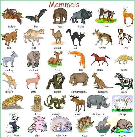 Learn English Vocabulary Through Pictures 100 Animals Names Esl Buzz